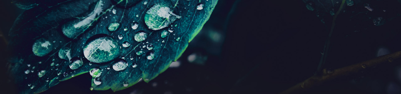 A green leaf filled with drops of rainwater