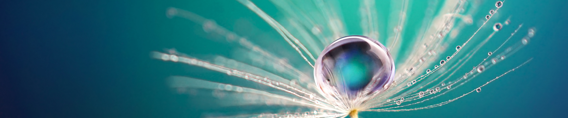 Flower with a pearl of water