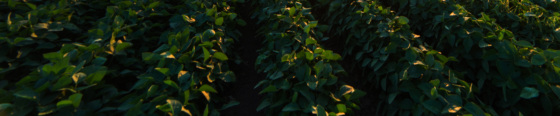 Crops being watered