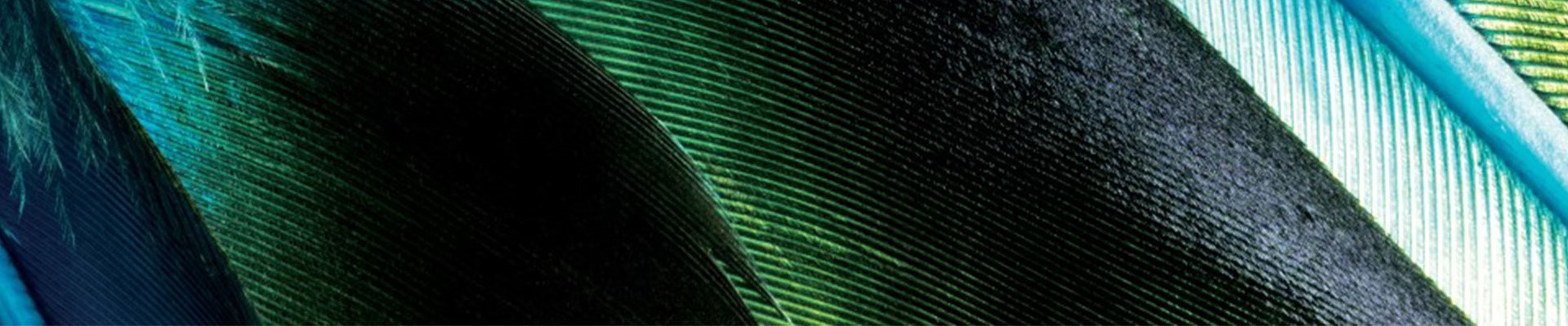 Blue and green feathers