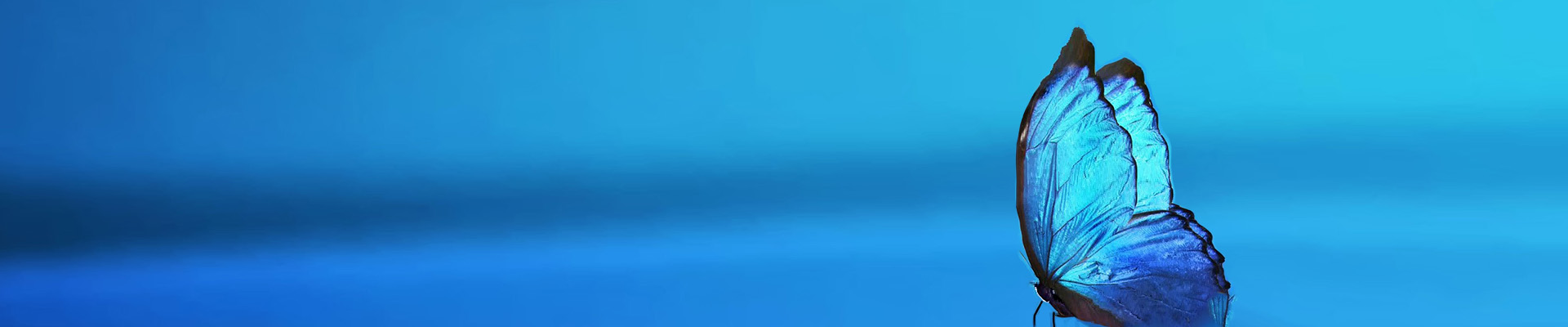 Wings of a butterfly on blue background