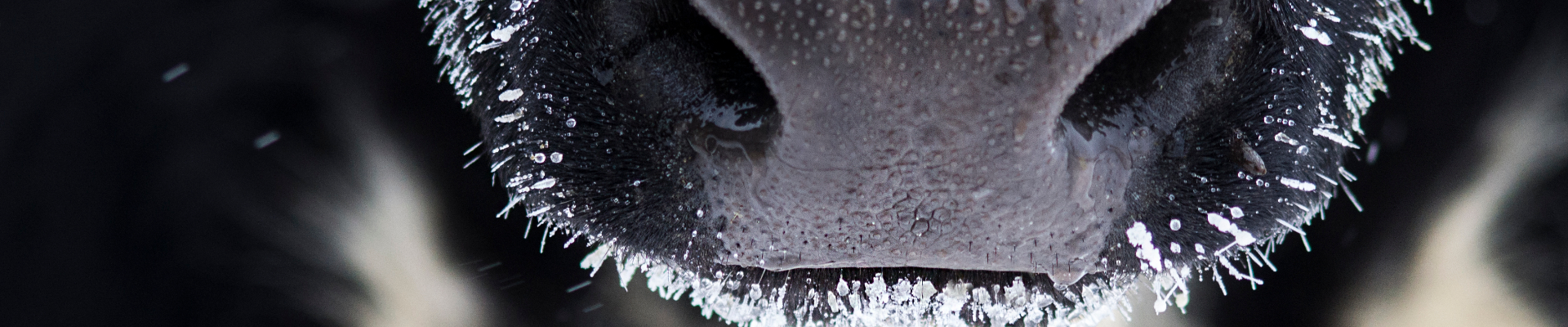 Cow mule covered in snow