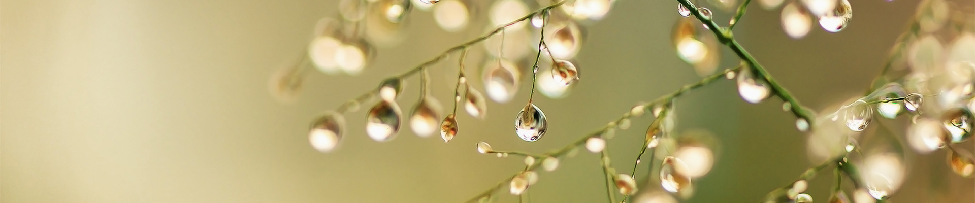 Water drops on tree branches