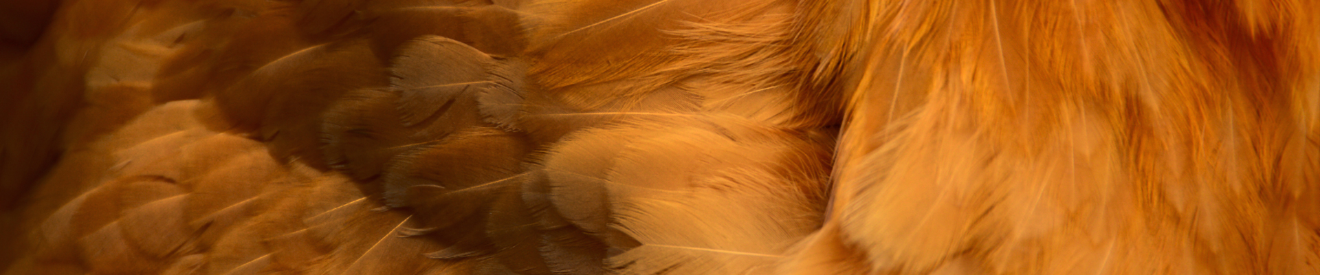 Yellow chicken feathers