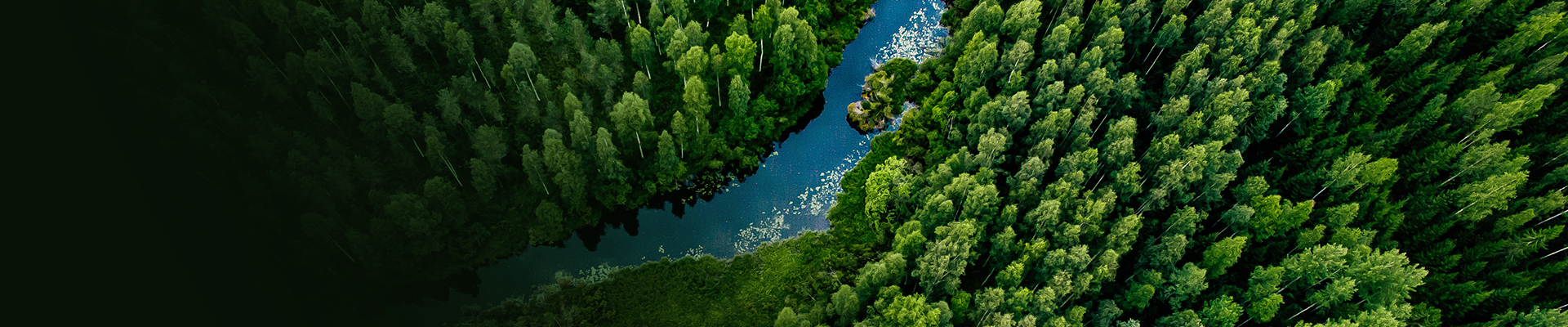 Green forest and lake from above