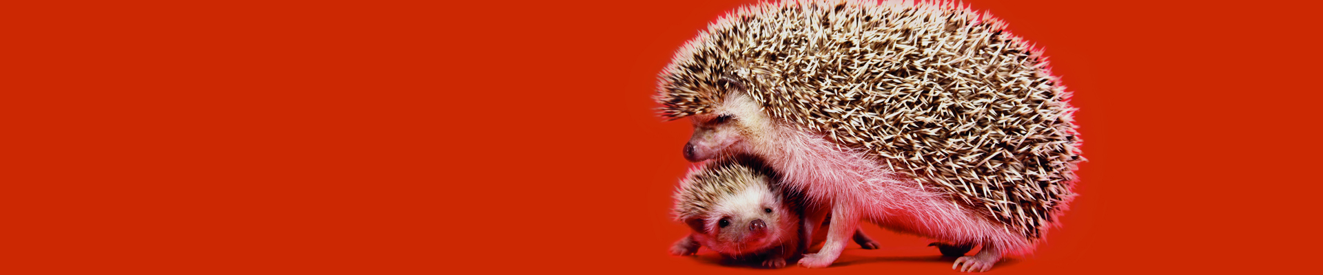 Two hedgehogs cuddling 