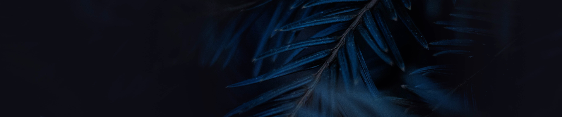 A blue tree branch A blue tree branch