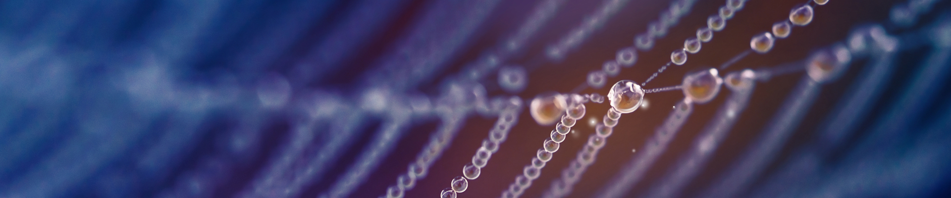 Spider web with water droplets