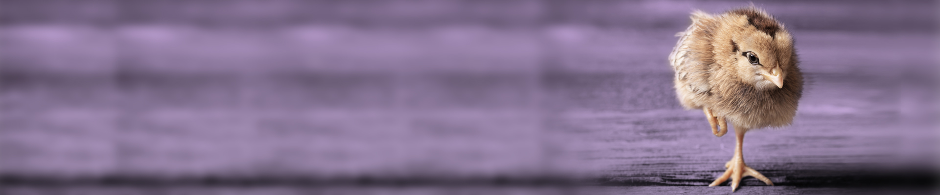 ProPhorce AC 299C A chicken running