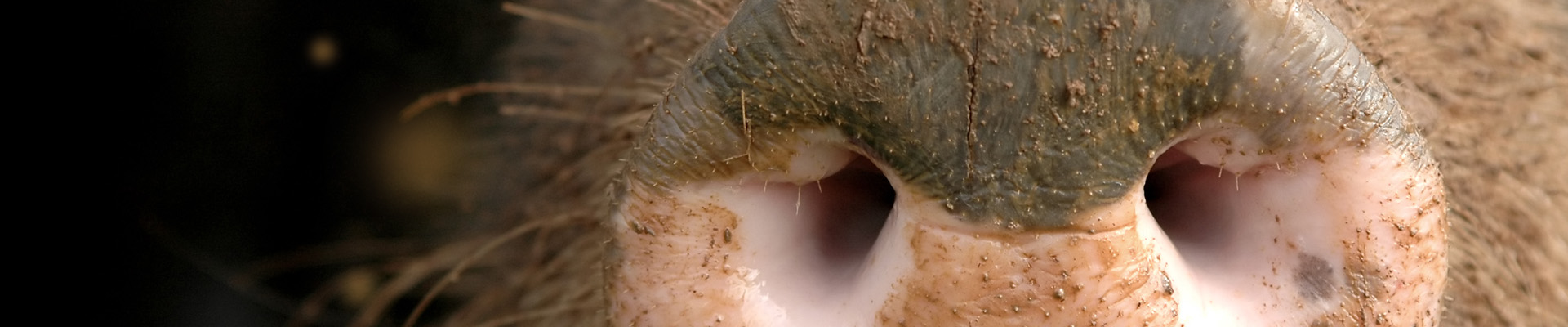 Close up of a pigs nose 