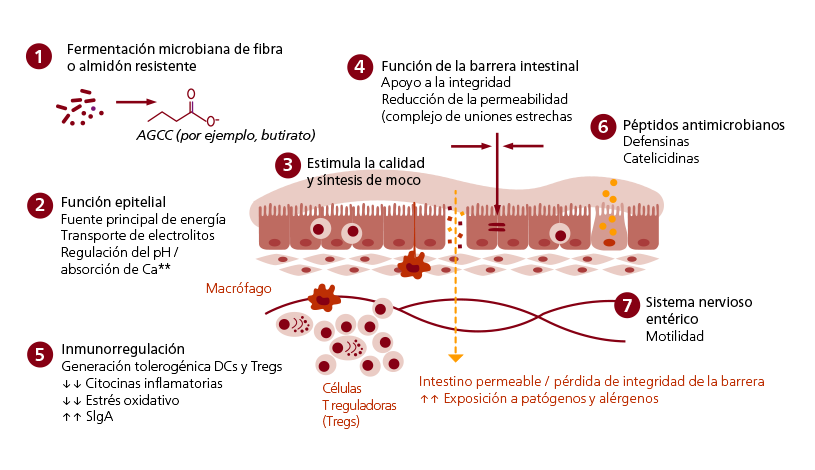 Intestine MEAP 815x