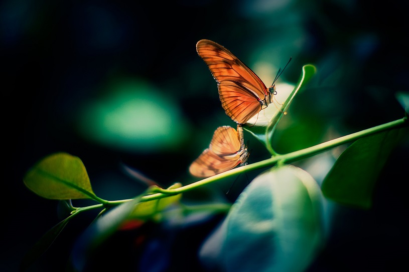 An orange butterfly on a branch with green leaves