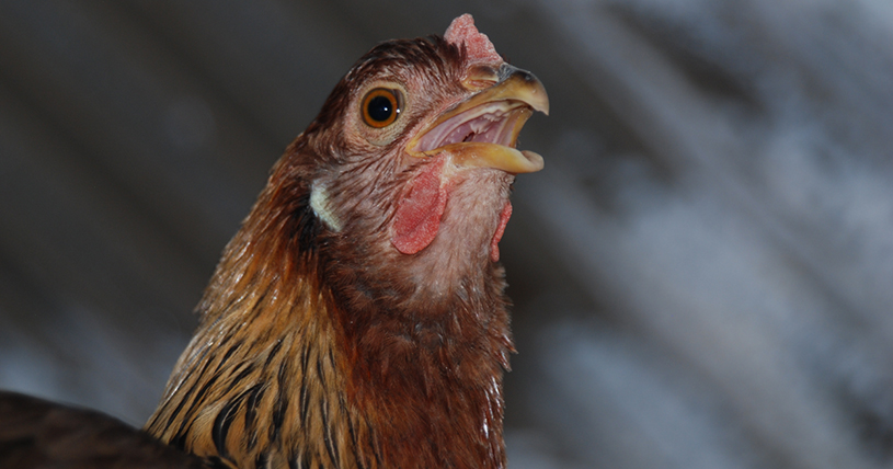 Panting chicken, heat stress