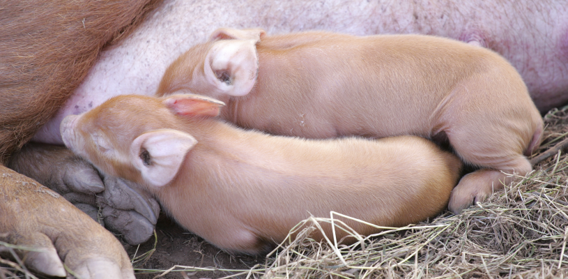 All disease begins in the gut Two piglets being fed by their mom