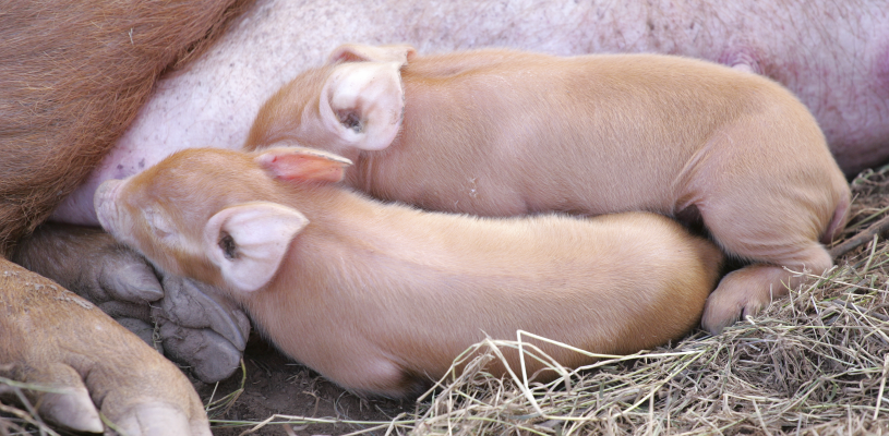 Two piglets being fed by their mom