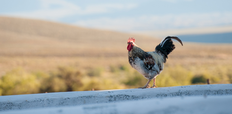 Changing landscape of gut health Rooster standing in front of a yellow landscape