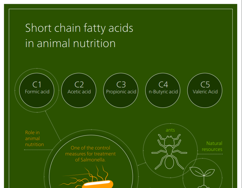 Short fatty acids infographic
