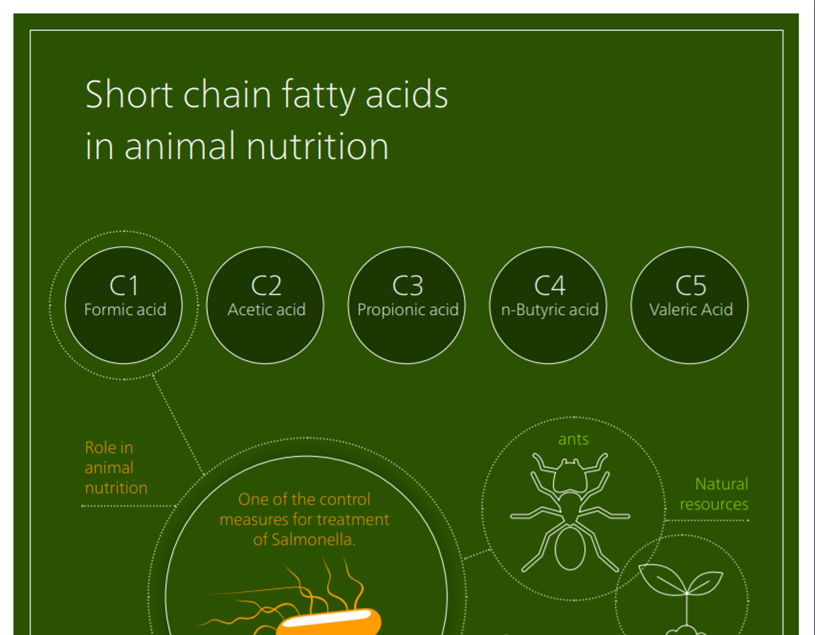 Infographic organic acids Infographic organic acids