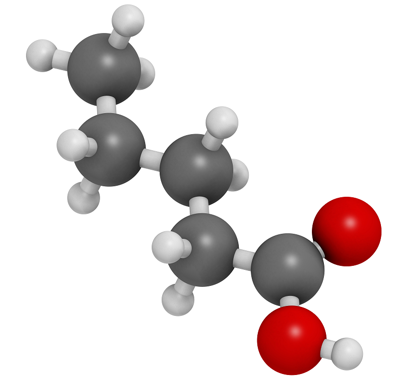 Valeric acid molecule 