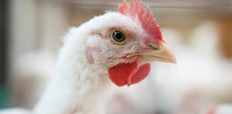 Mauritius trial Close up of the head of a chicken