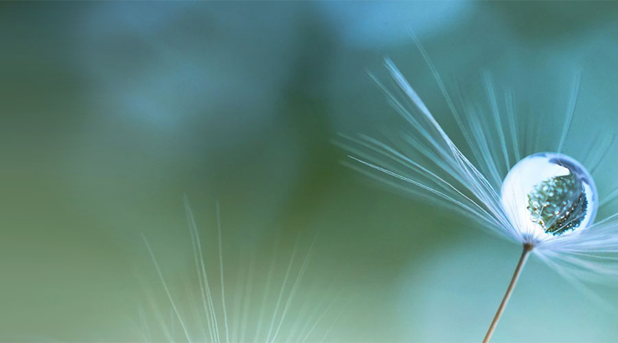 Flower with green background