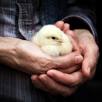animal nutrition bird in hands