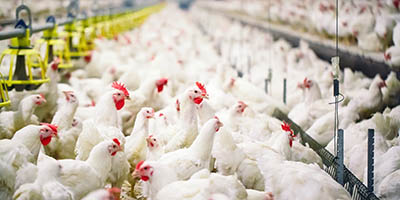  Market Perspective: COVID-19 & AFS shake-up in the Asian poultry and pork markets