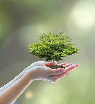 Hand holding tree