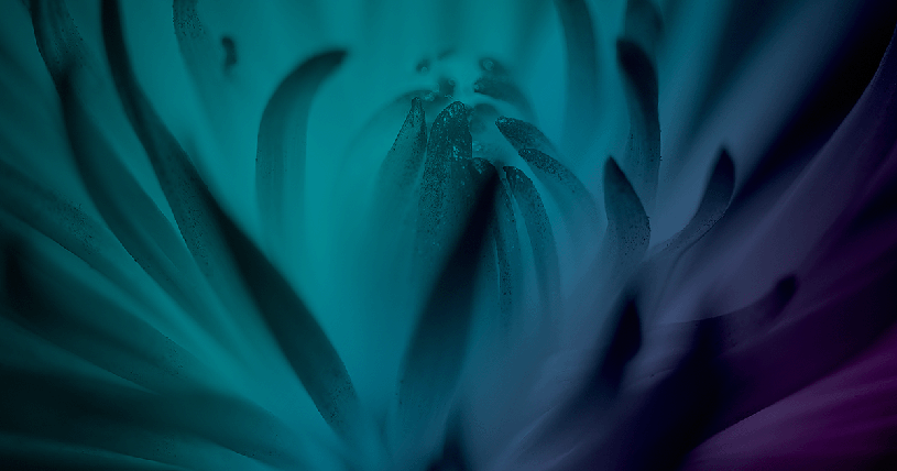 Perstorp Sustainability Report 2022 The cover of Perstorps Sustainability Report 2022 featuring a close up of a blue flower