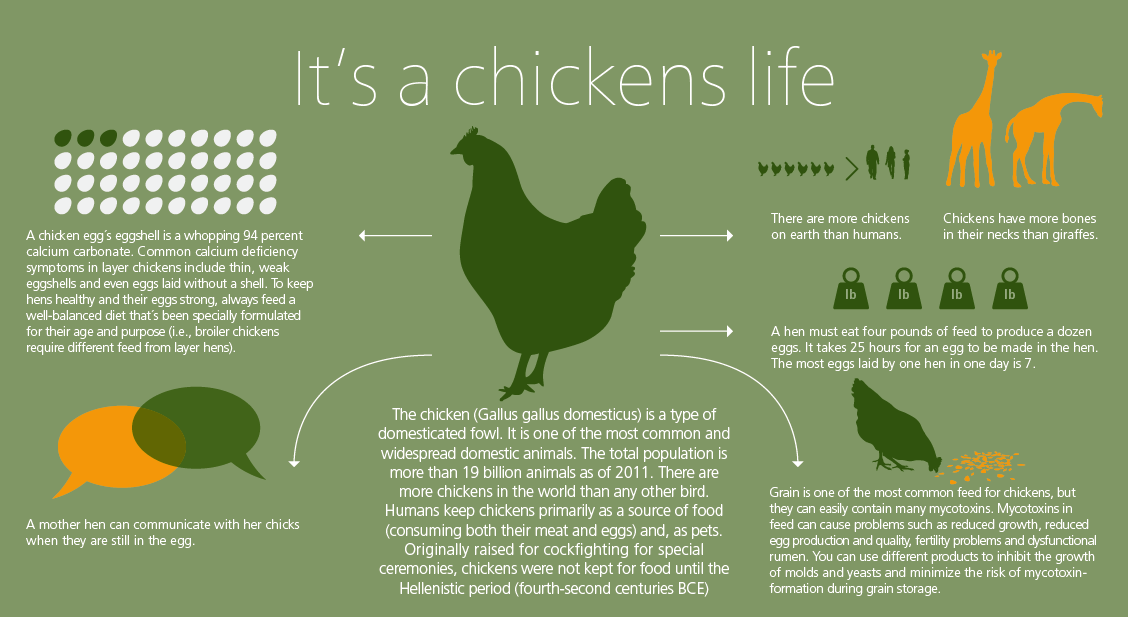 A chickens life