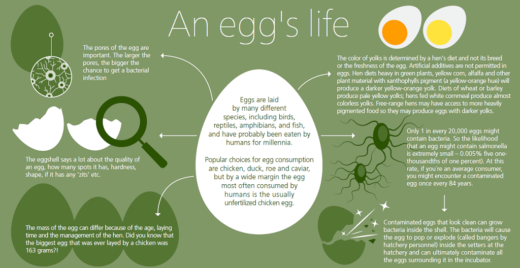 An egg's life