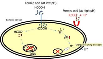 Bacteria Formic acid 