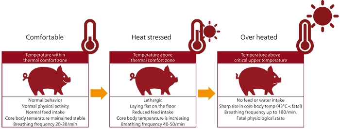 Heat stress in swine