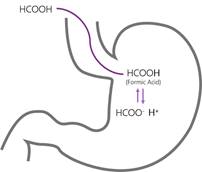 Gastric faith of formic acid