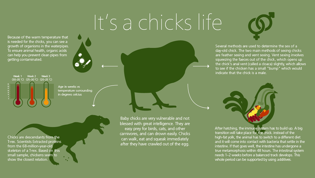 A chick’s life infographic