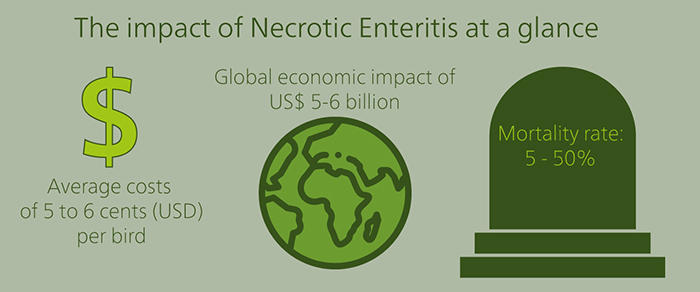 The economic impact of Necrotic Enteritis