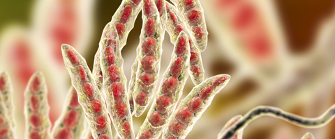 Fusarium