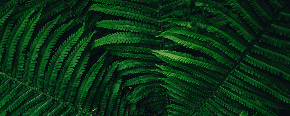 green leaves