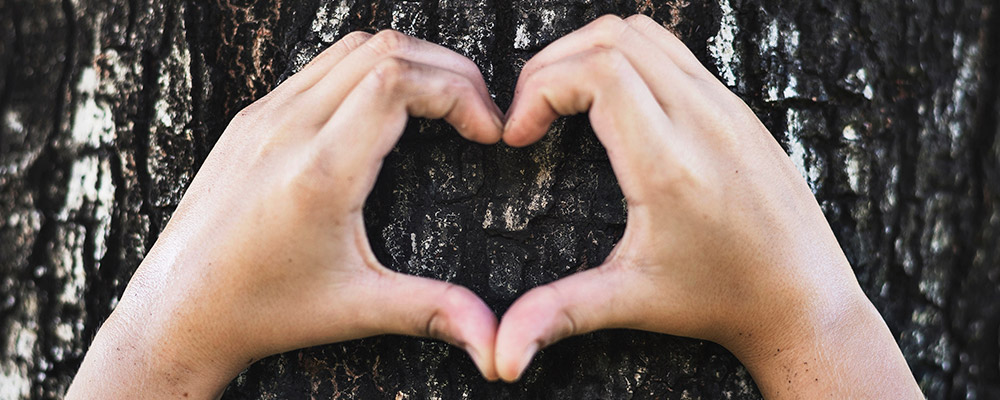 hand making heart on tree