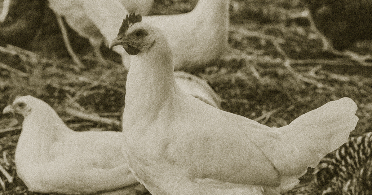 old time broiler chicken