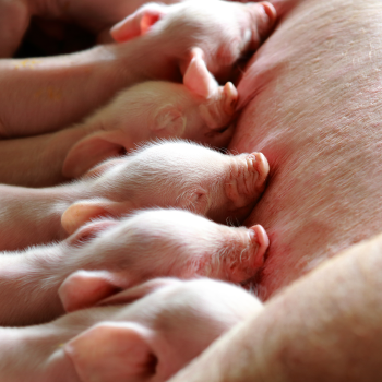  dEB management to improve the sow production cycle