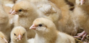 Broilers