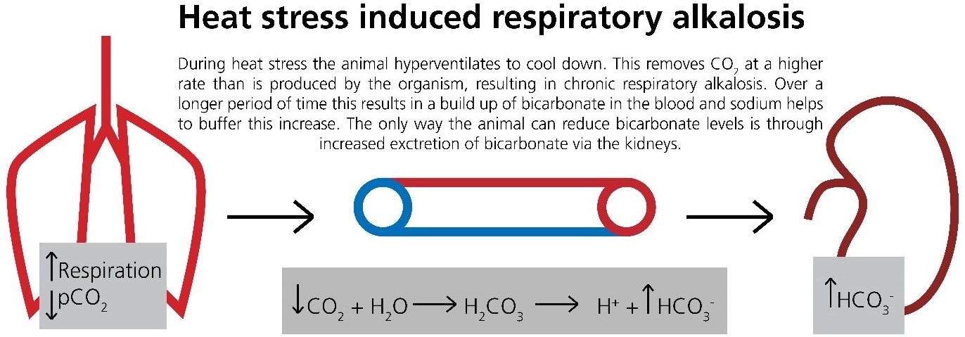 Heat stress alkalosis