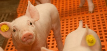 Swine