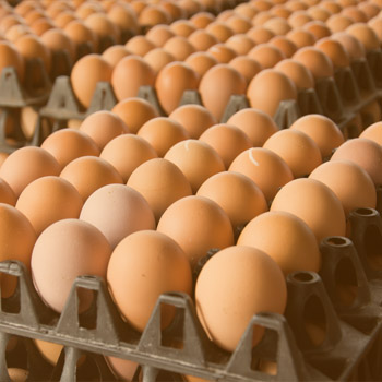 Egg production