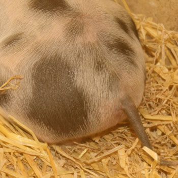 piglet's behind in straw