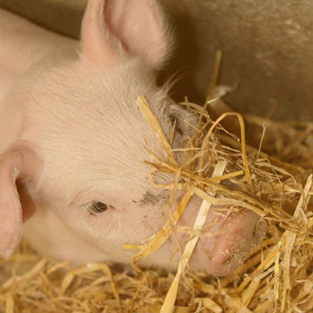 piglet in straw