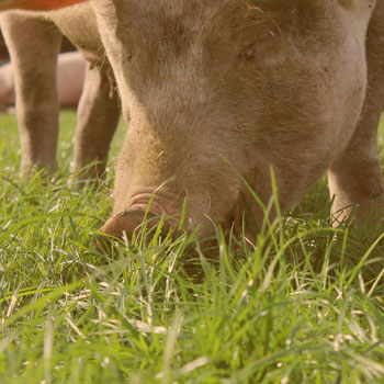sow eating grass