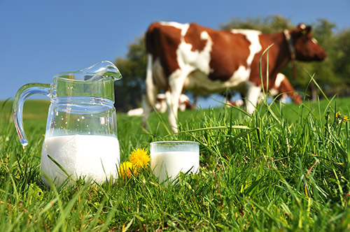 cow in field with milk jar