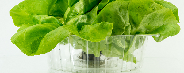 Green sallad in bioplastic packaging